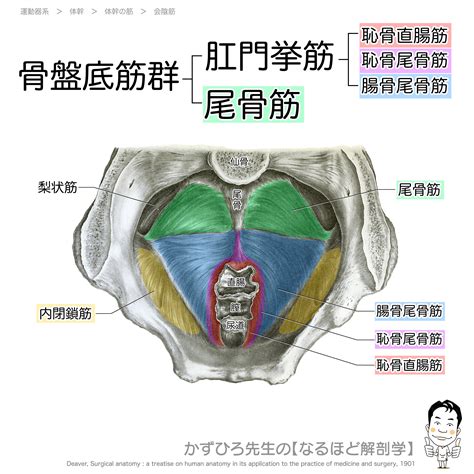 巨肌鎖奴的肛門訓練